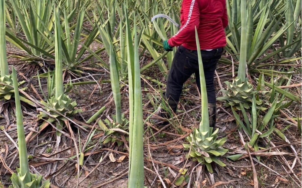 Worker in red jacket harvesting sisal