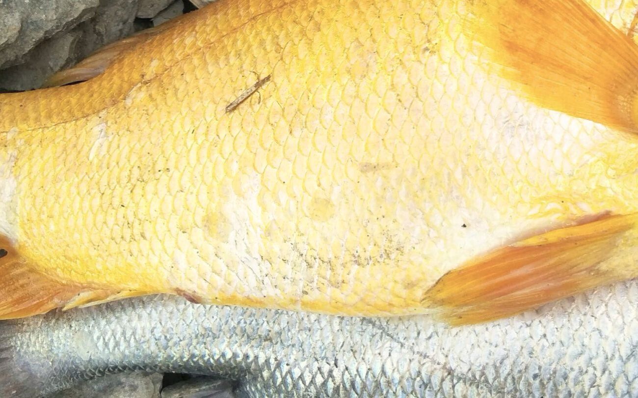 Golden Nile Perch